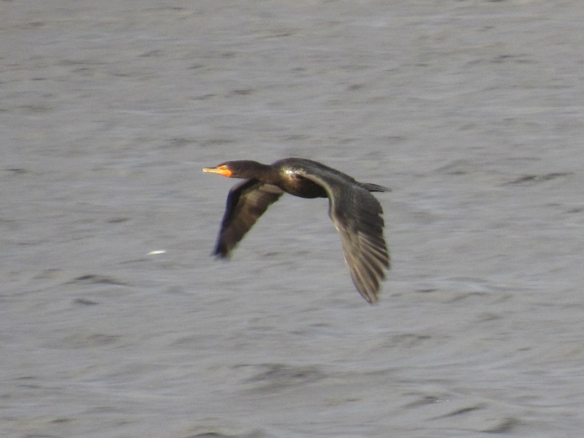 Double-crested Cormorant - ML645943981