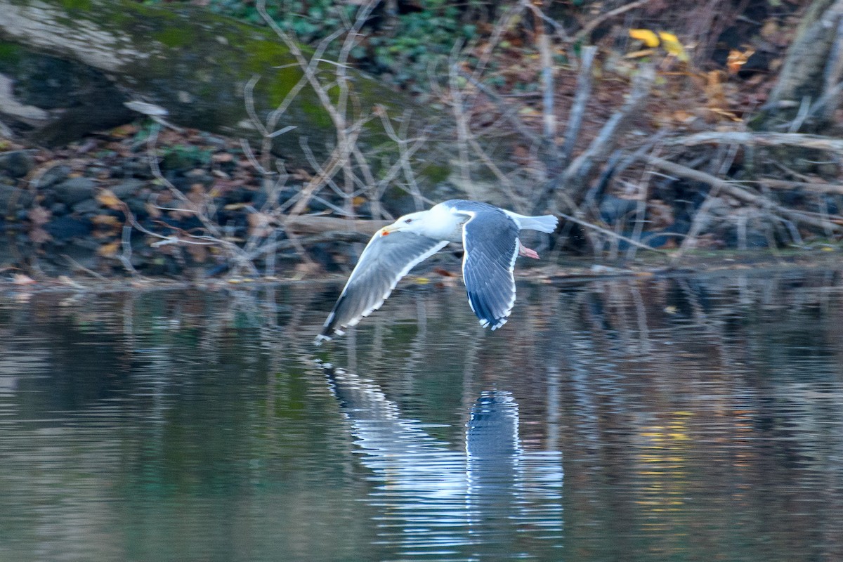 Мартин морський - ML645943982