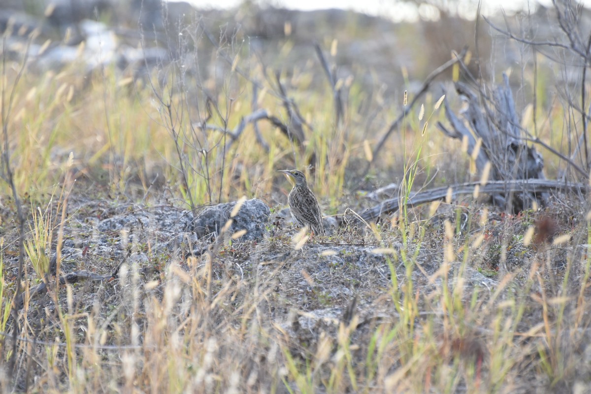 Western Meadowlark - ML645943985
