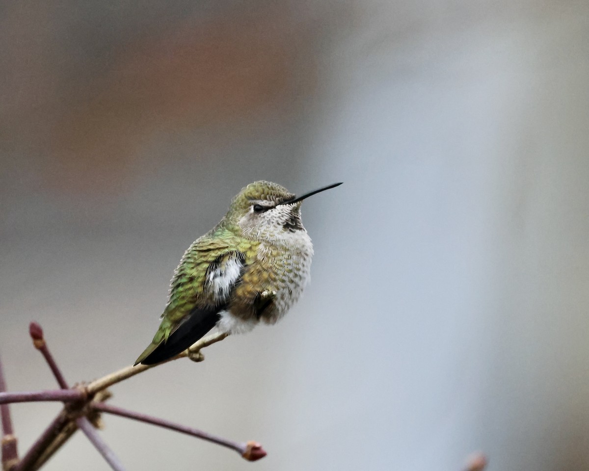 Anna's Hummingbird - ML645943987