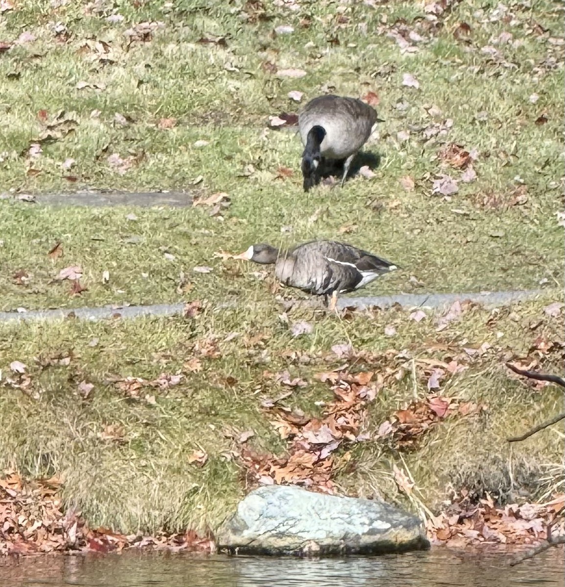 Greater White-fronted Goose - ML645943988