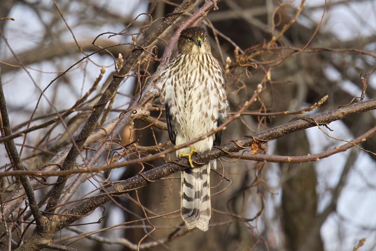 Cooper's Hawk - ML645943990