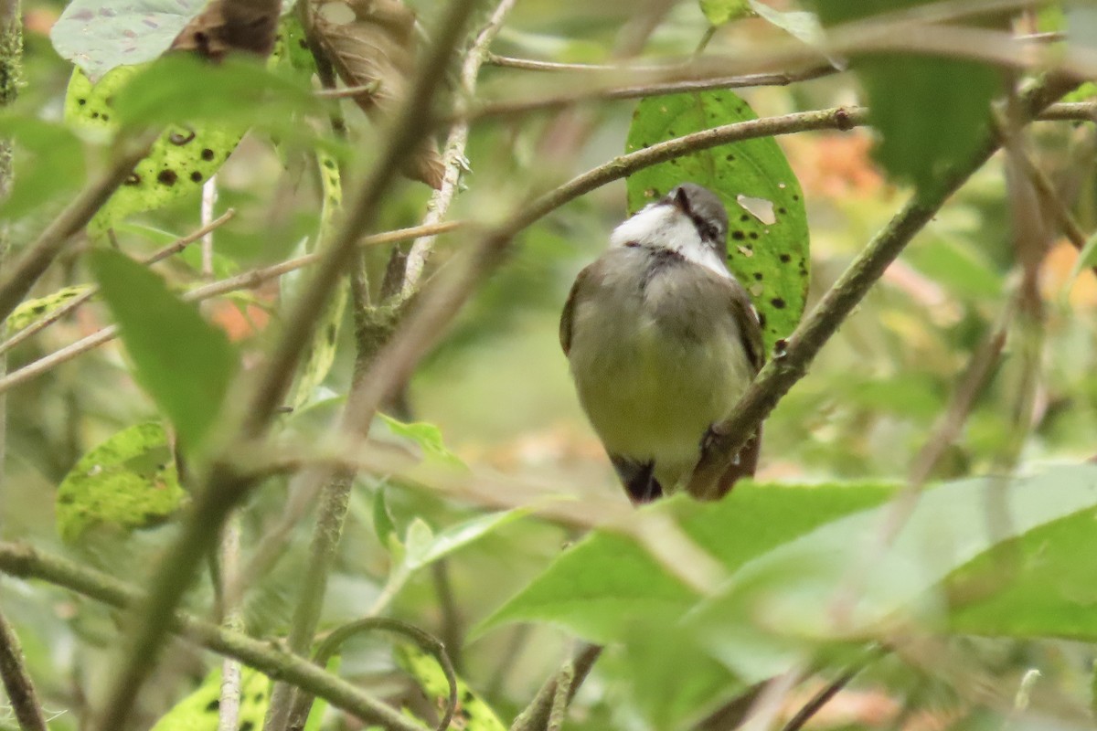 フタスジタイランチョウ - ML645943994