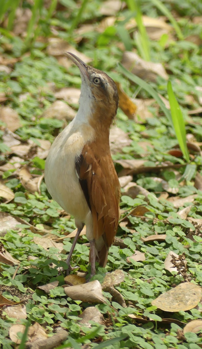 Pacific Hornero - ML645943995