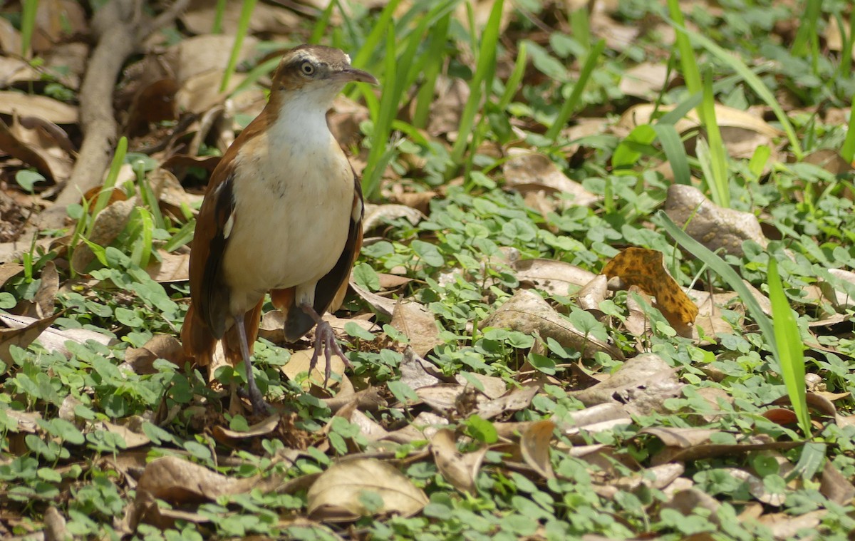 Pacific Hornero - ML645943996