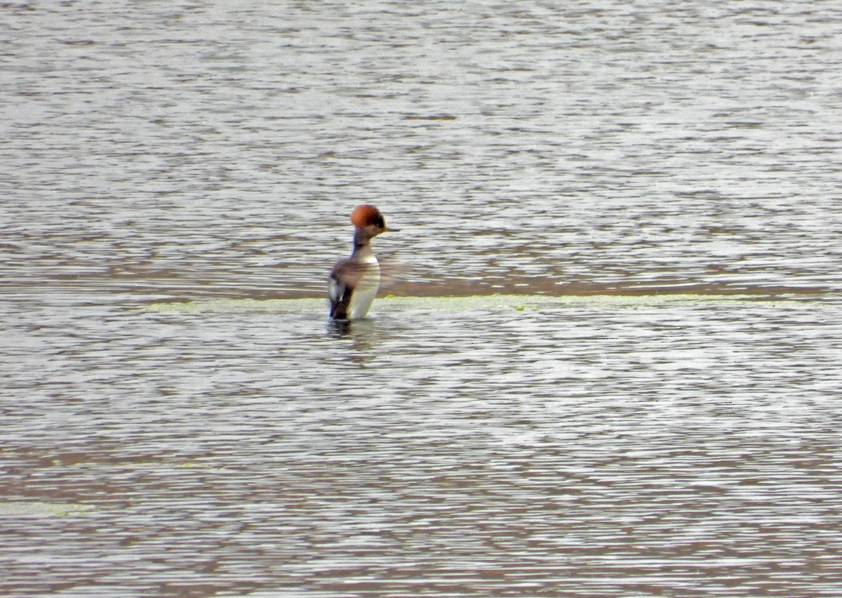 Крех жовтоокий - ML645943997