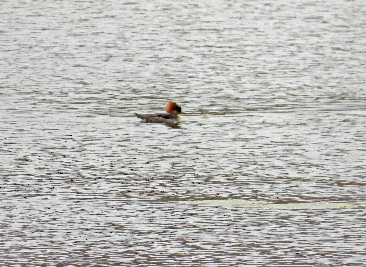 Крех жовтоокий - ML645943998