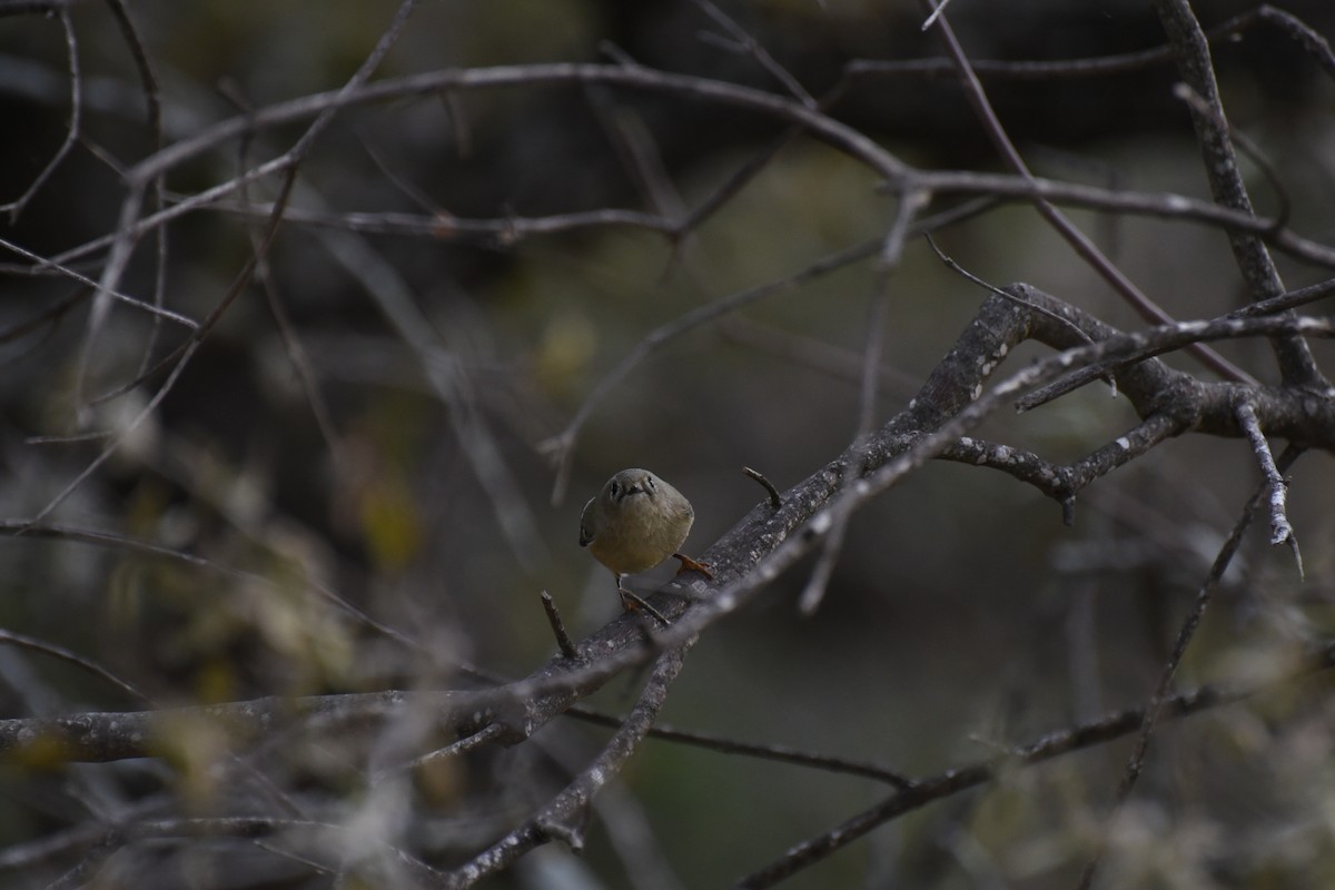 Ruby-crowned Kinglet - ML645944002
