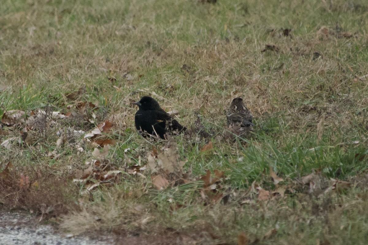 Red-winged Blackbird - ML645944008