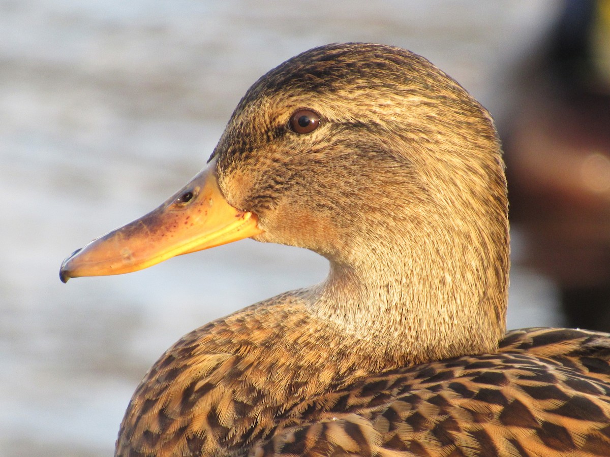 綠頭鴨 - ML645944010