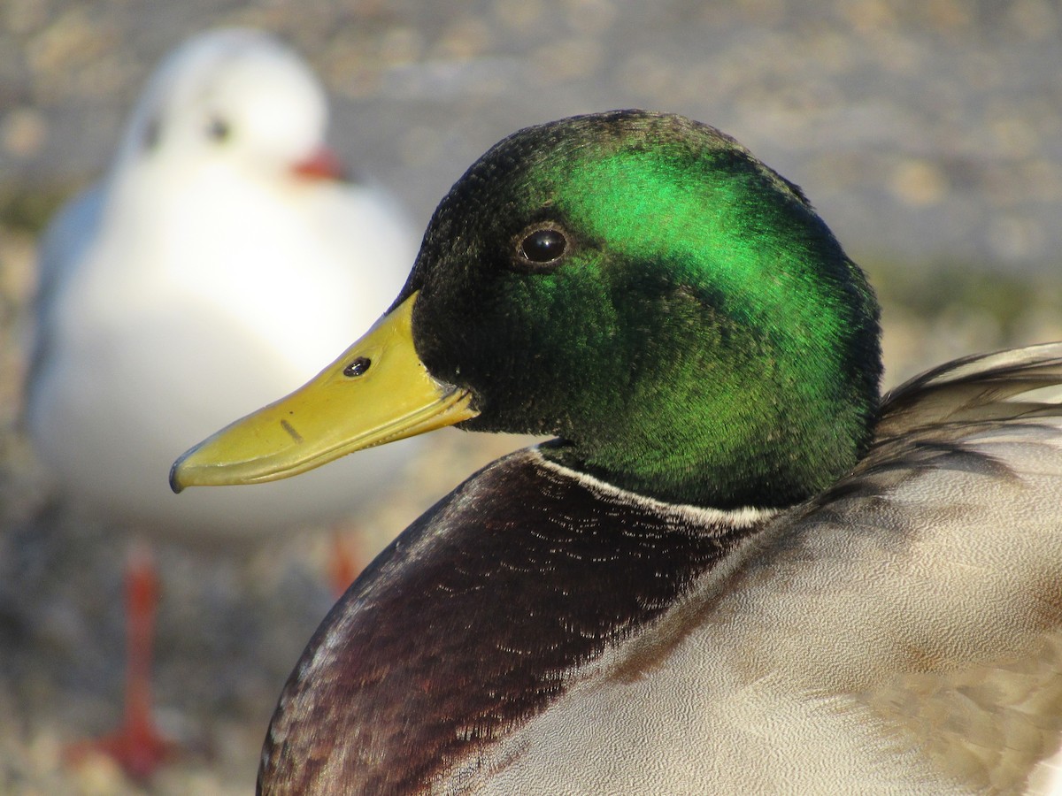 綠頭鴨 - ML645944011