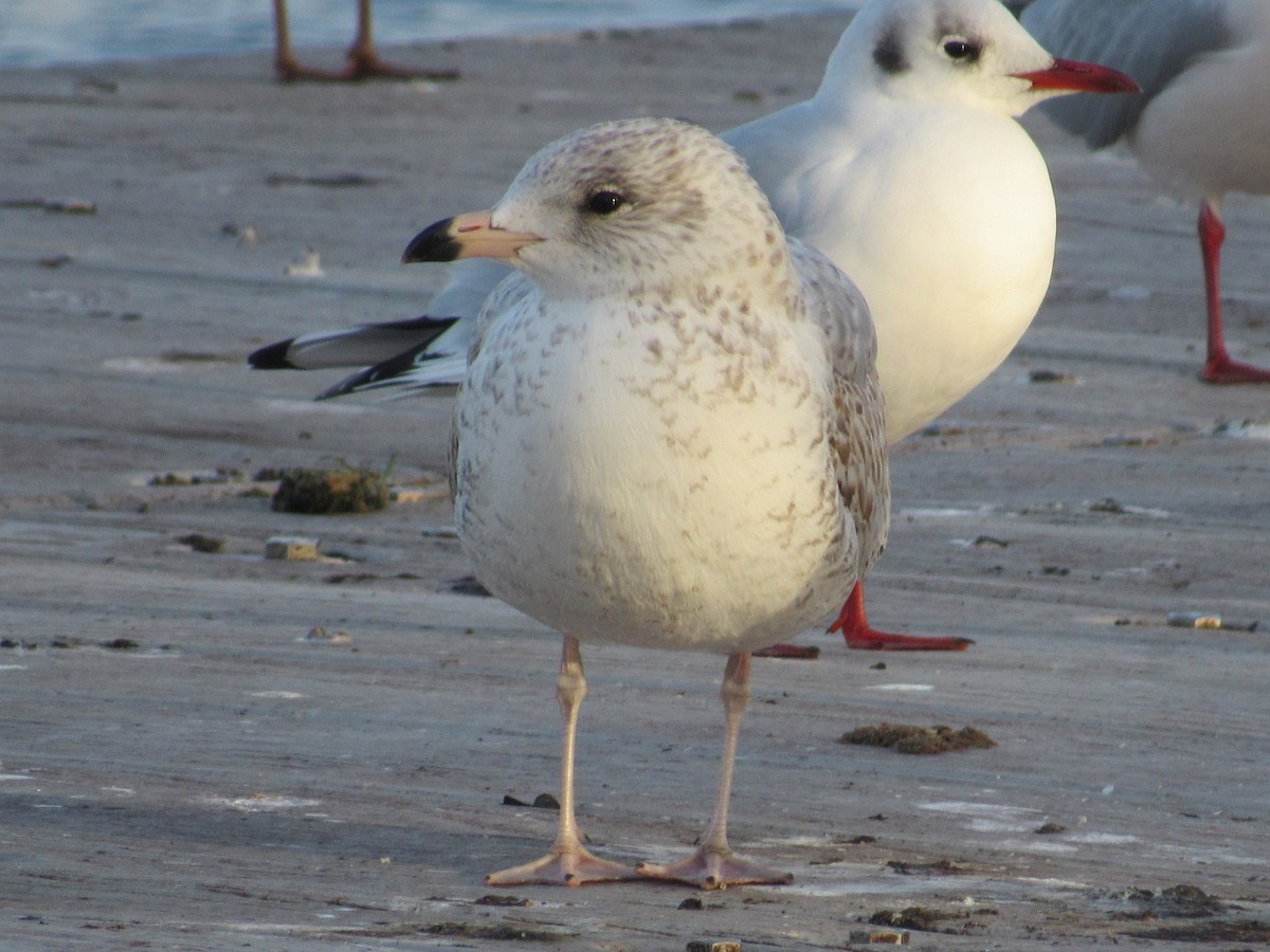 Ring-billed Gull - ML645944016