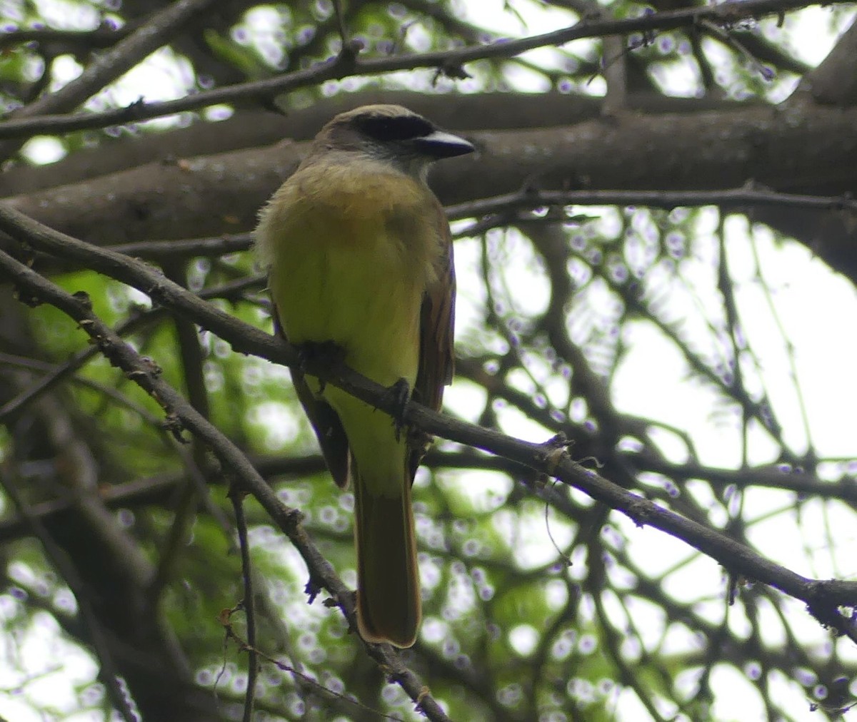 Baird's Flycatcher - ML645944027