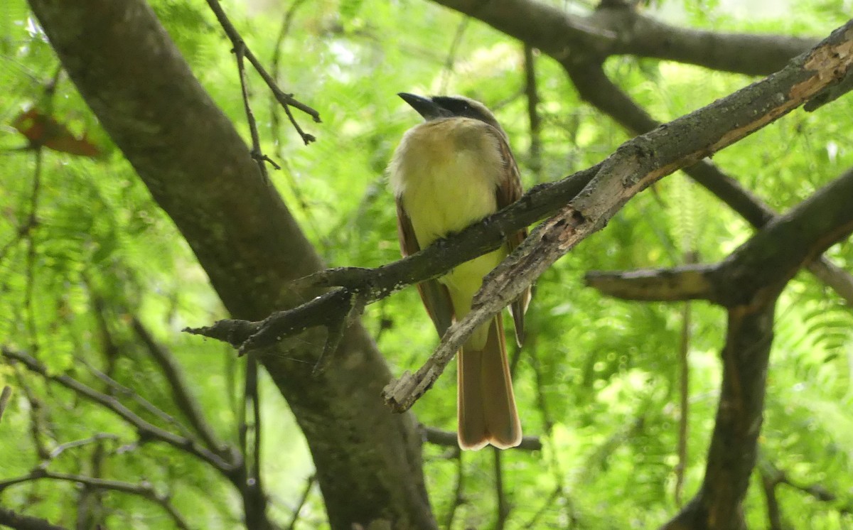 Baird's Flycatcher - ML645944028