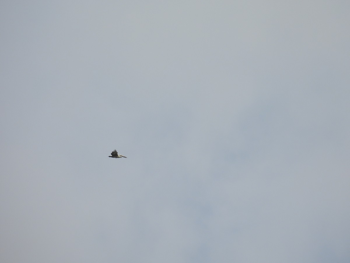 Пестроклювый пеликан - ML645944031