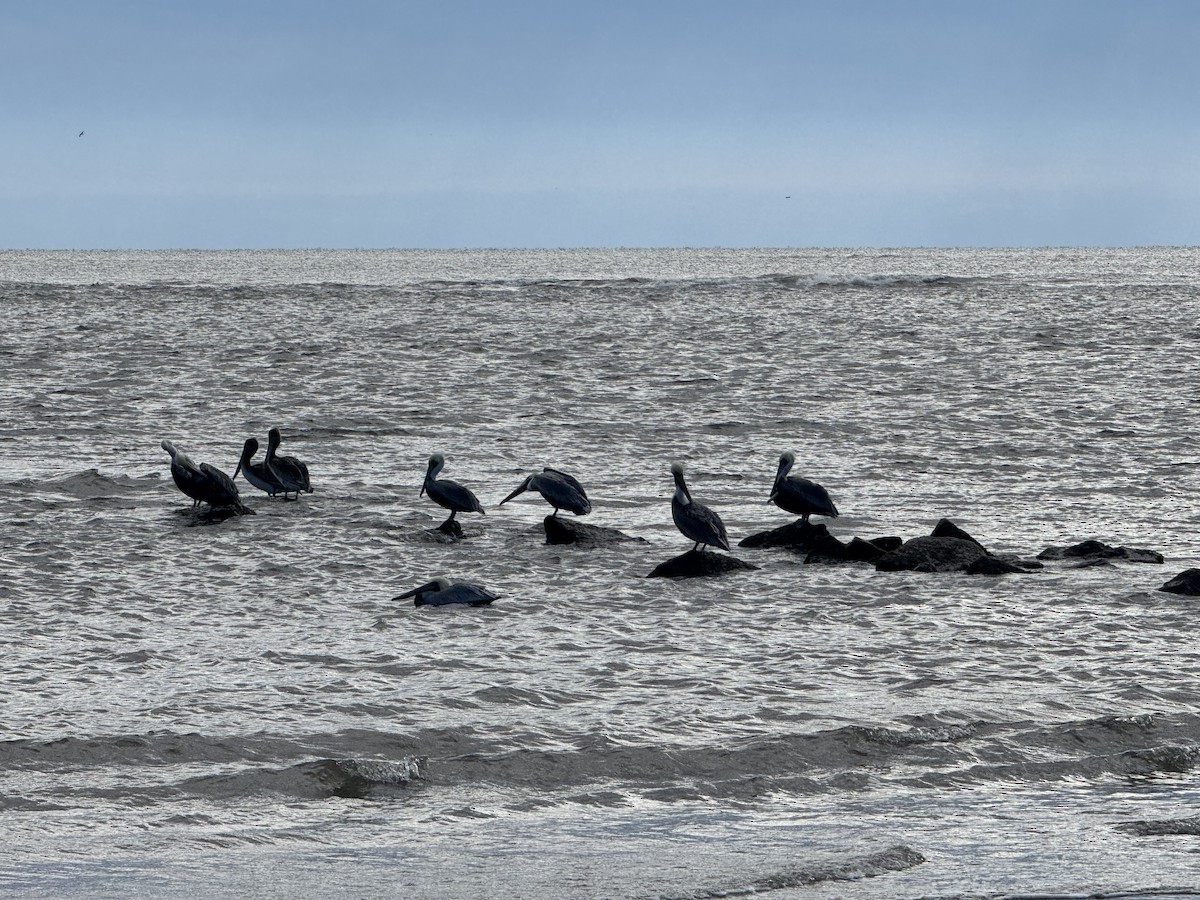 Brown Pelican - ML645944034