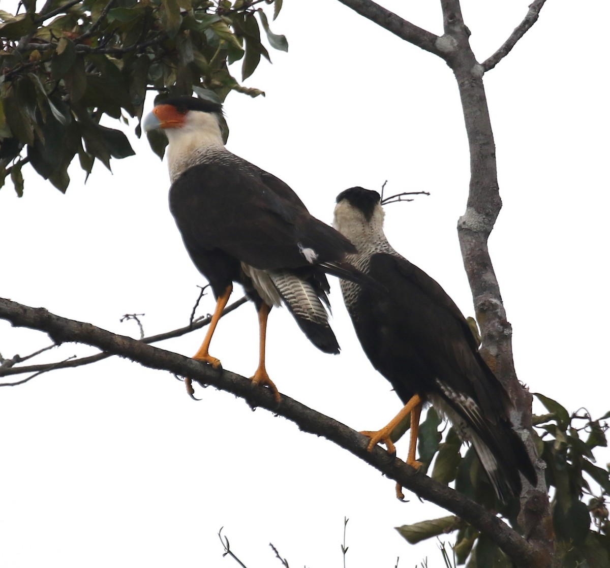 Crested Caracara (Northern) - ML645944038