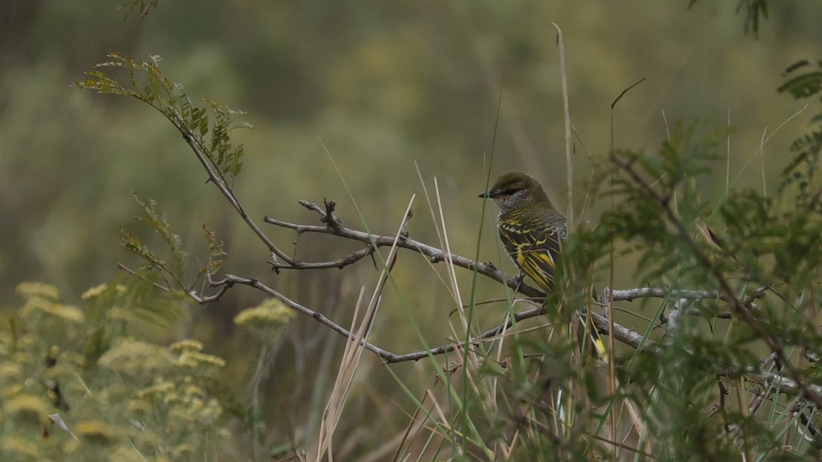 Black Cuckooshrike - ML645944039