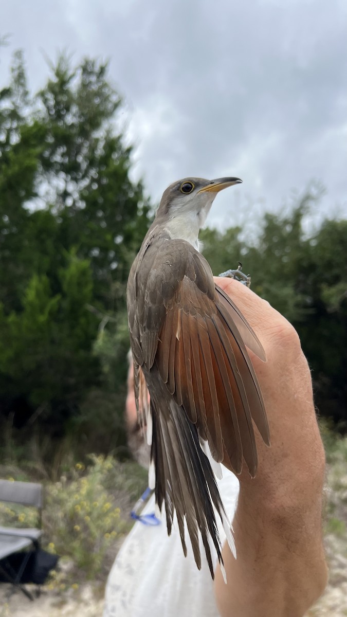 Yellow-billed Cuckoo - ML645944040