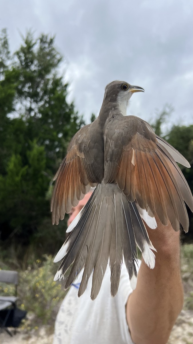 Yellow-billed Cuckoo - ML645944043