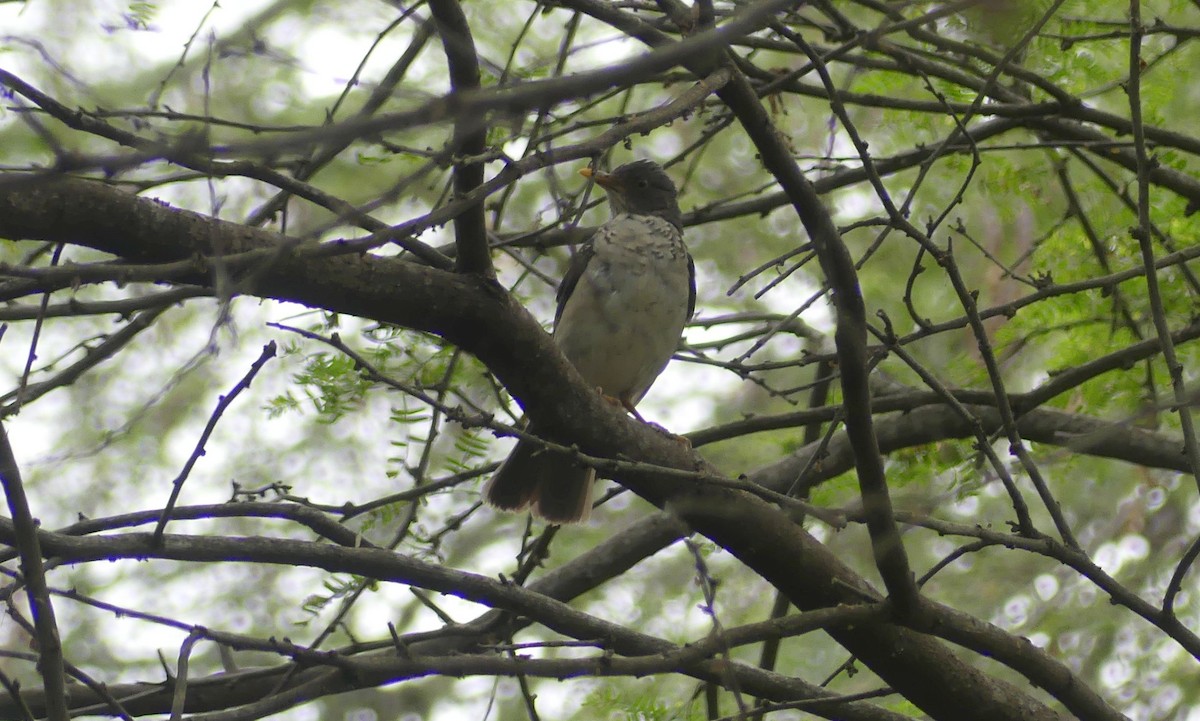 Plumbeous-backed Thrush - ML645944044