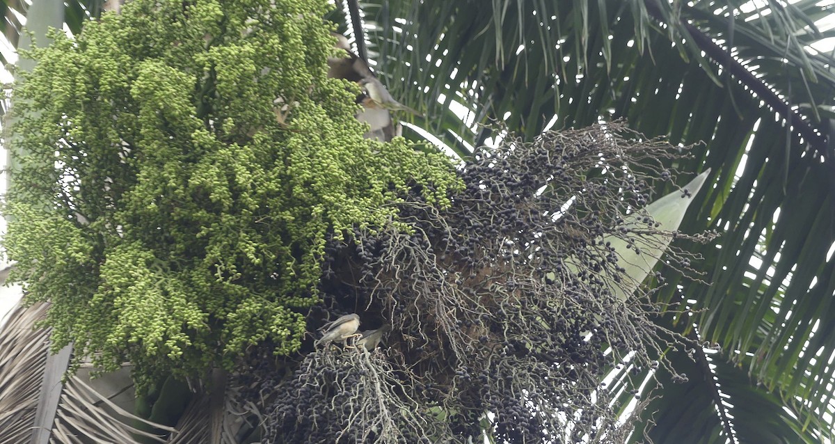 Plumbeous-backed Thrush - ML645944045