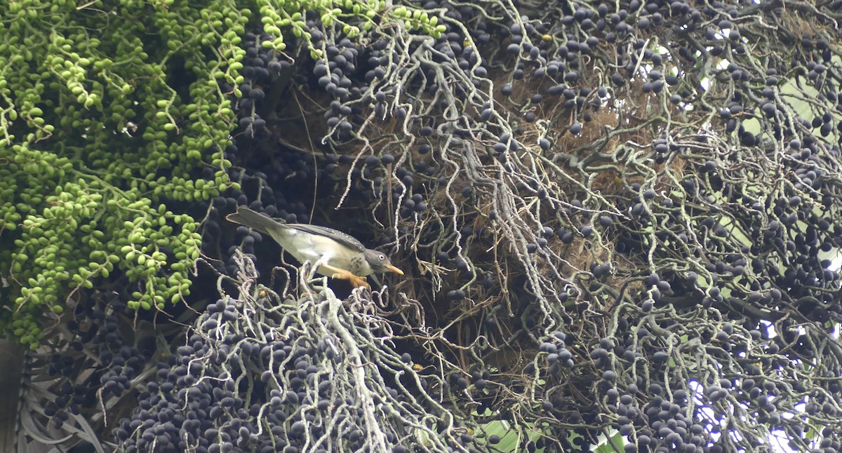 Plumbeous-backed Thrush - ML645944046