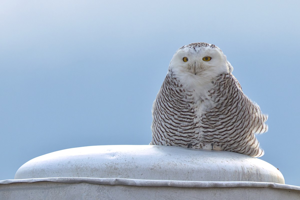 Snowy Owl - ML645944064