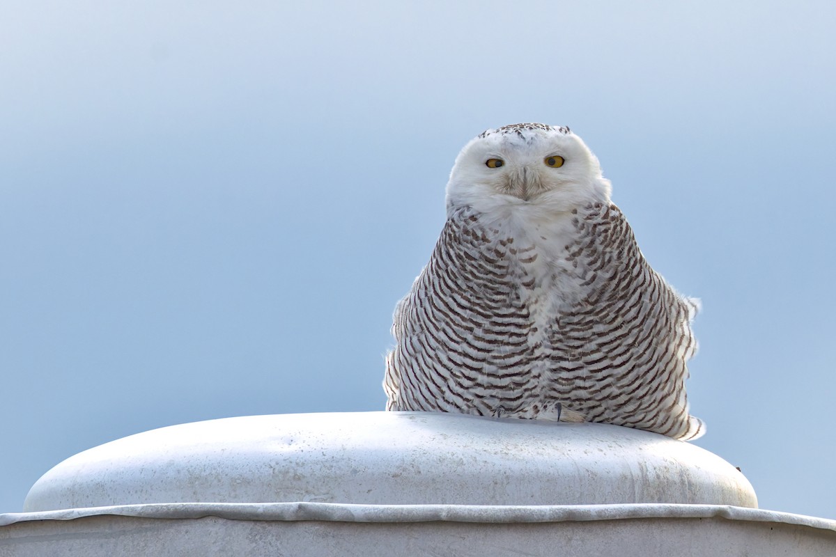 Snowy Owl - ML645944065