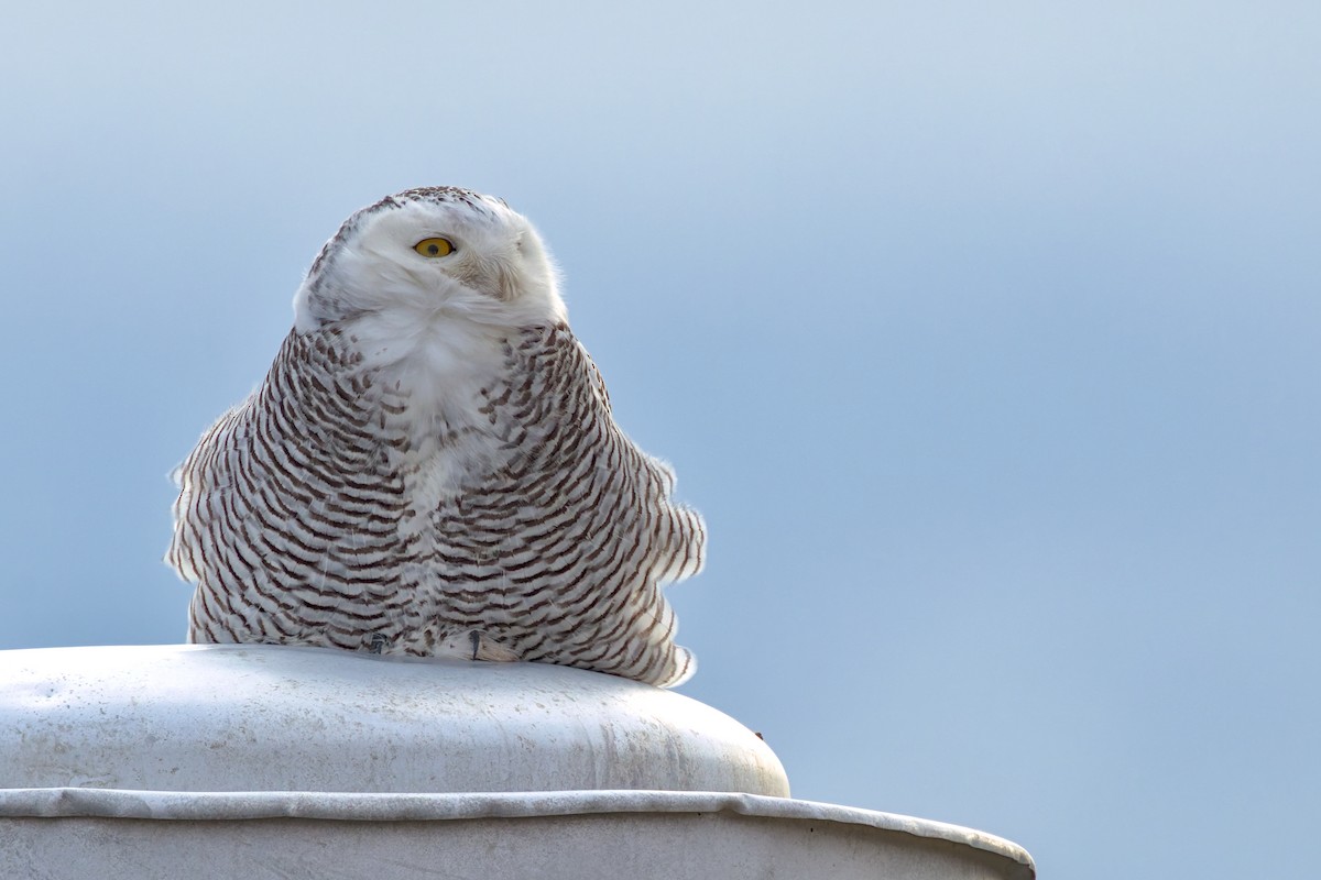 Snowy Owl - ML645944066