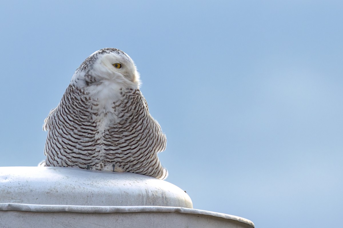 Snowy Owl - ML645944067
