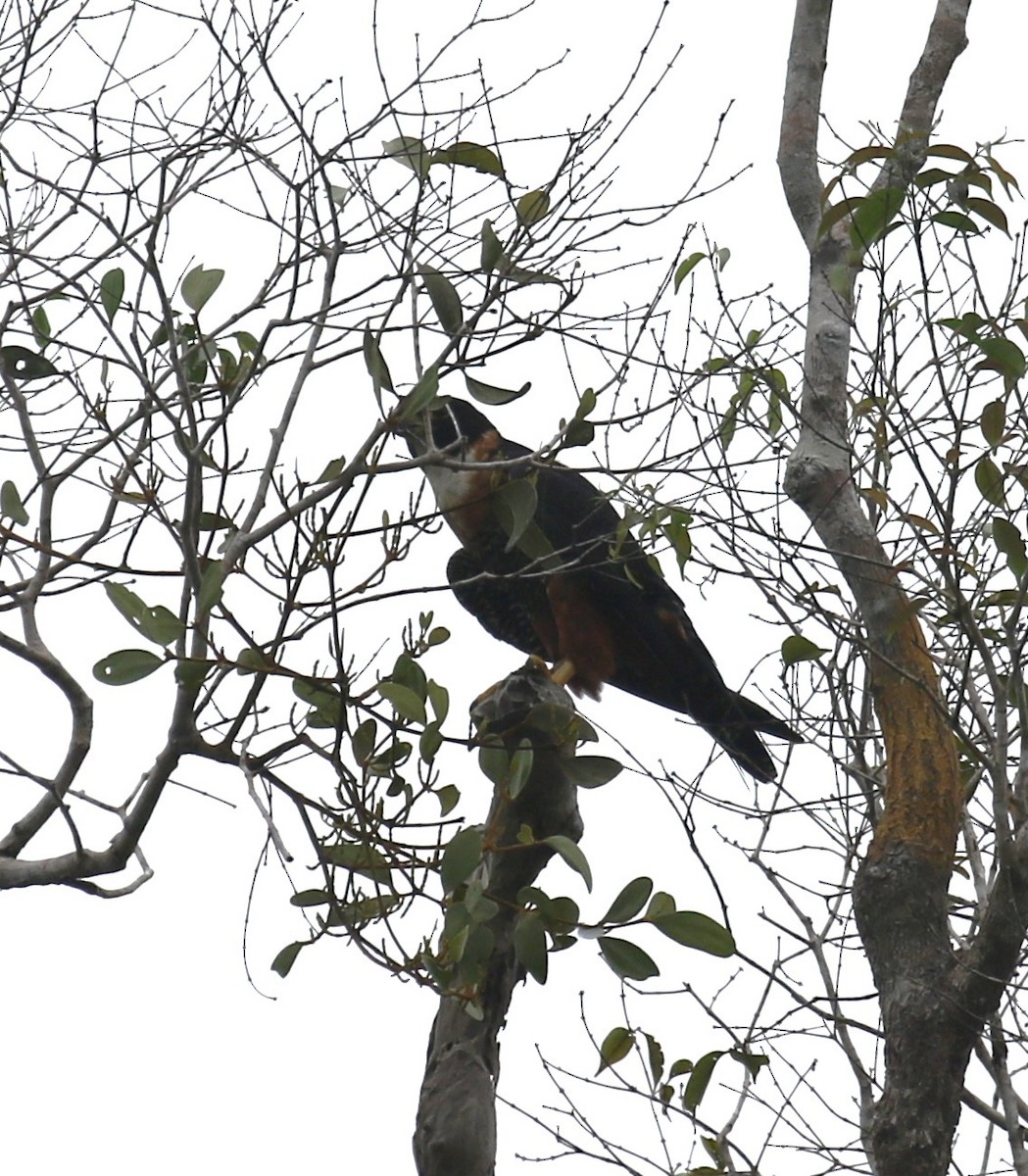Orange-breasted Falcon - ML645944068