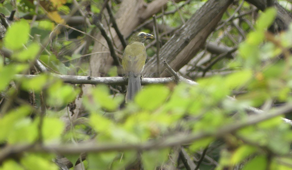 Streaked Saltator - ML645944073