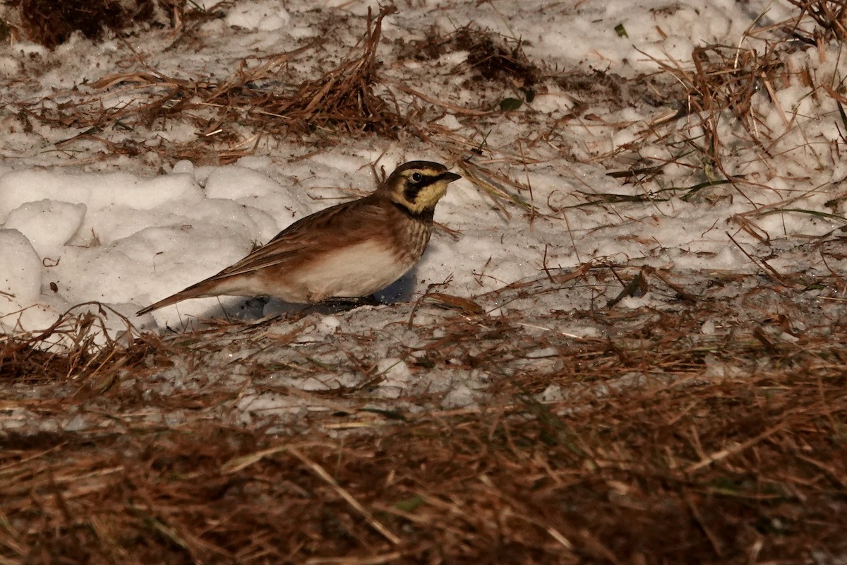 Alondra Cornuda - ML645944074