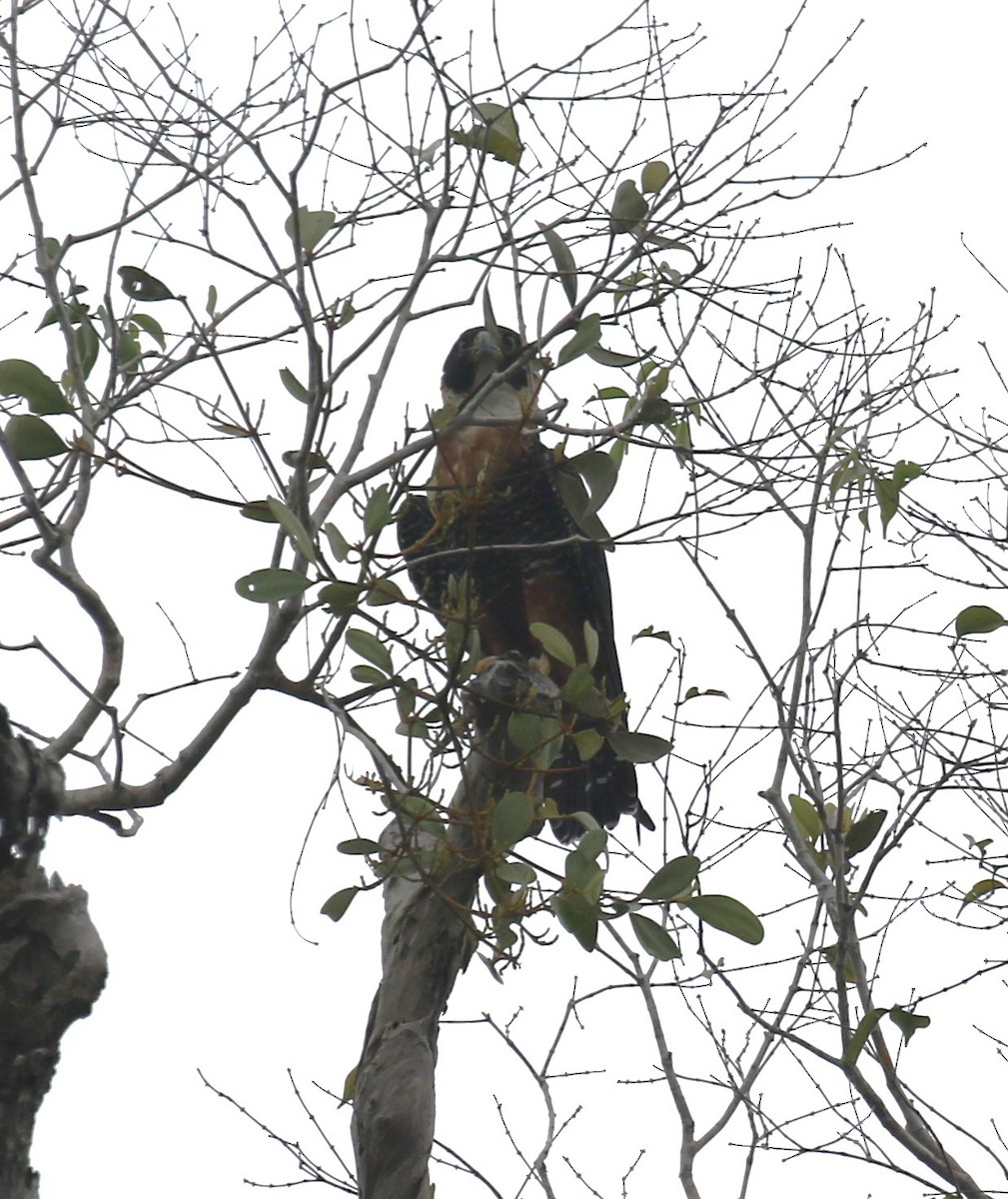 Orange-breasted Falcon - ML645944079