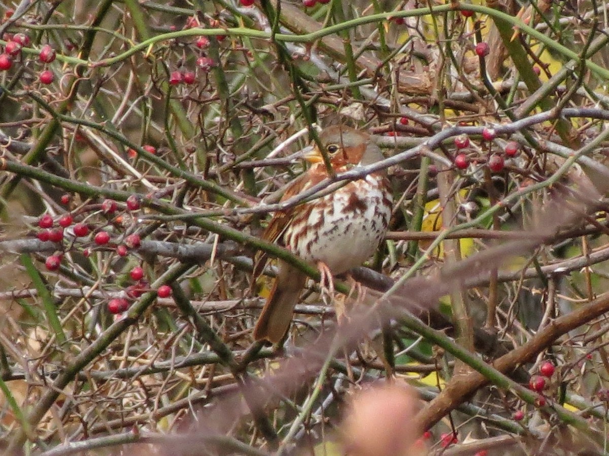 strnadec kaštanový - ML645944089