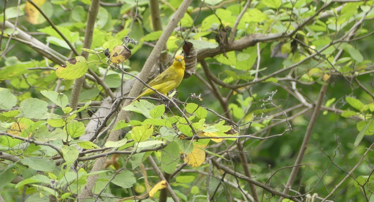 橙黃雀鵐 - ML645944092