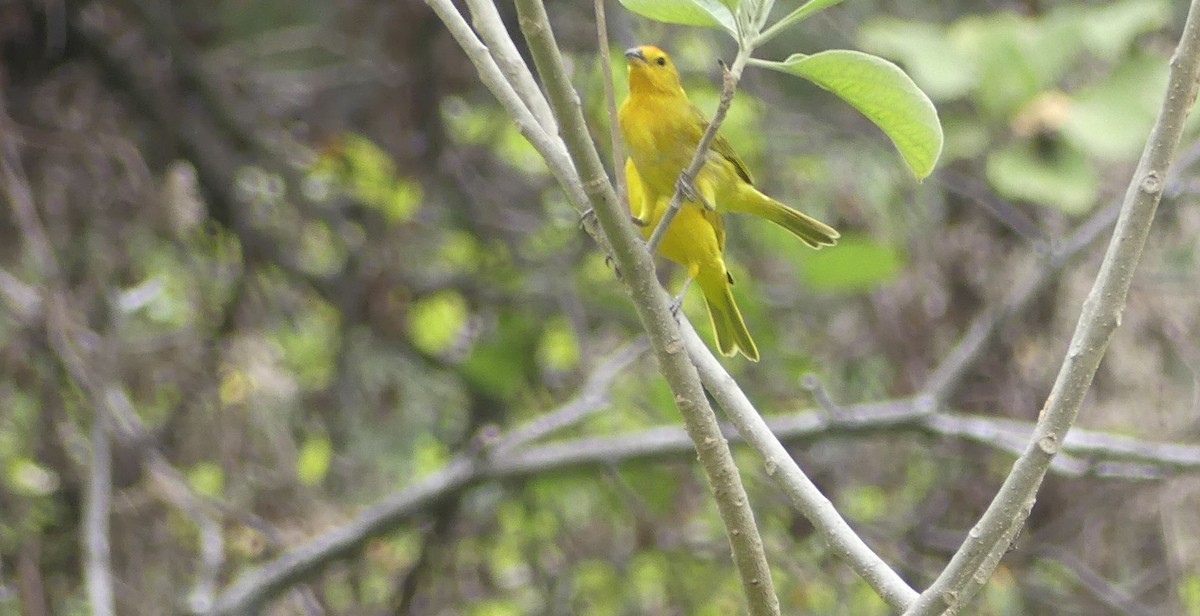 橙黃雀鵐 - ML645944093