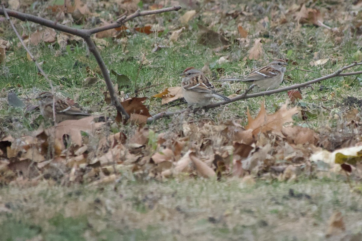 American Tree Sparrow - ML645944095