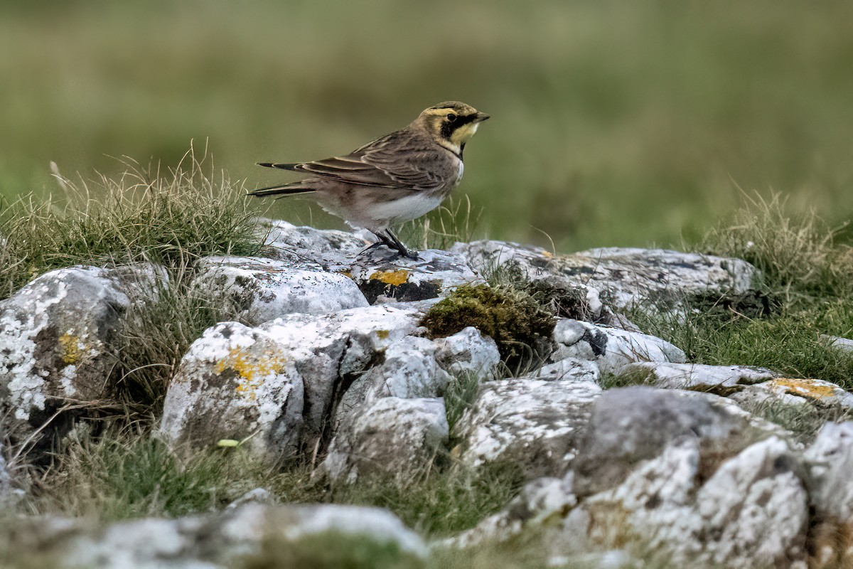 Alondra Cornuda - ML645944110