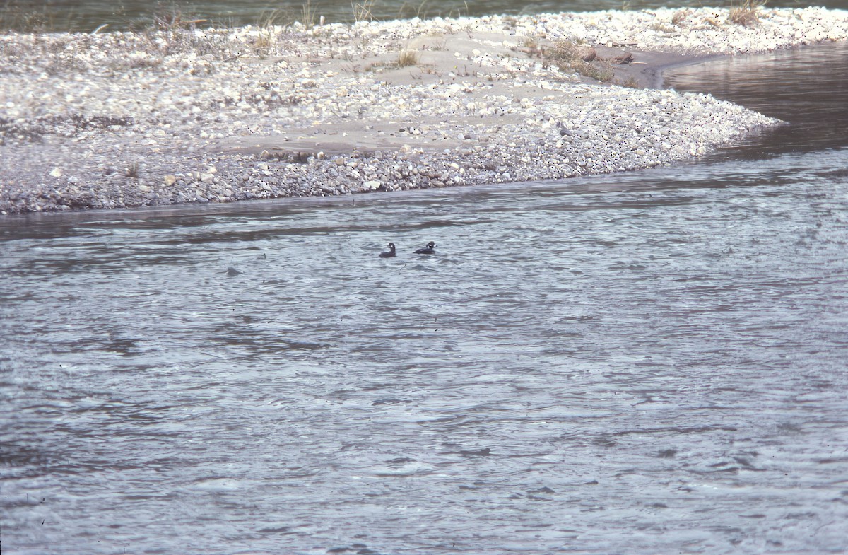 Ahate arlekina - ML645944111