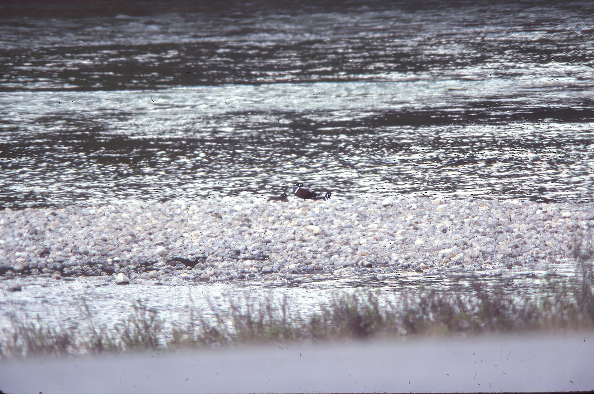 Ahate arlekina - ML645944112