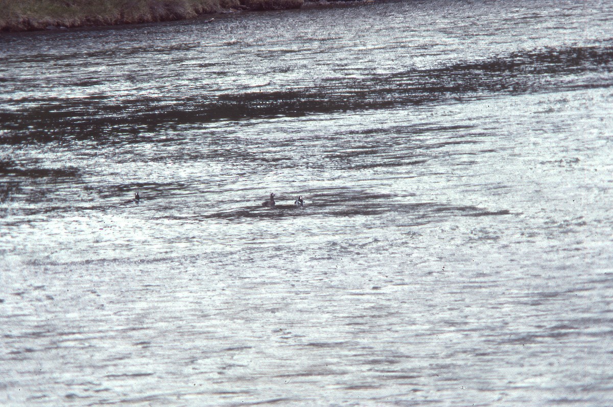 Ahate arlekina - ML645944113