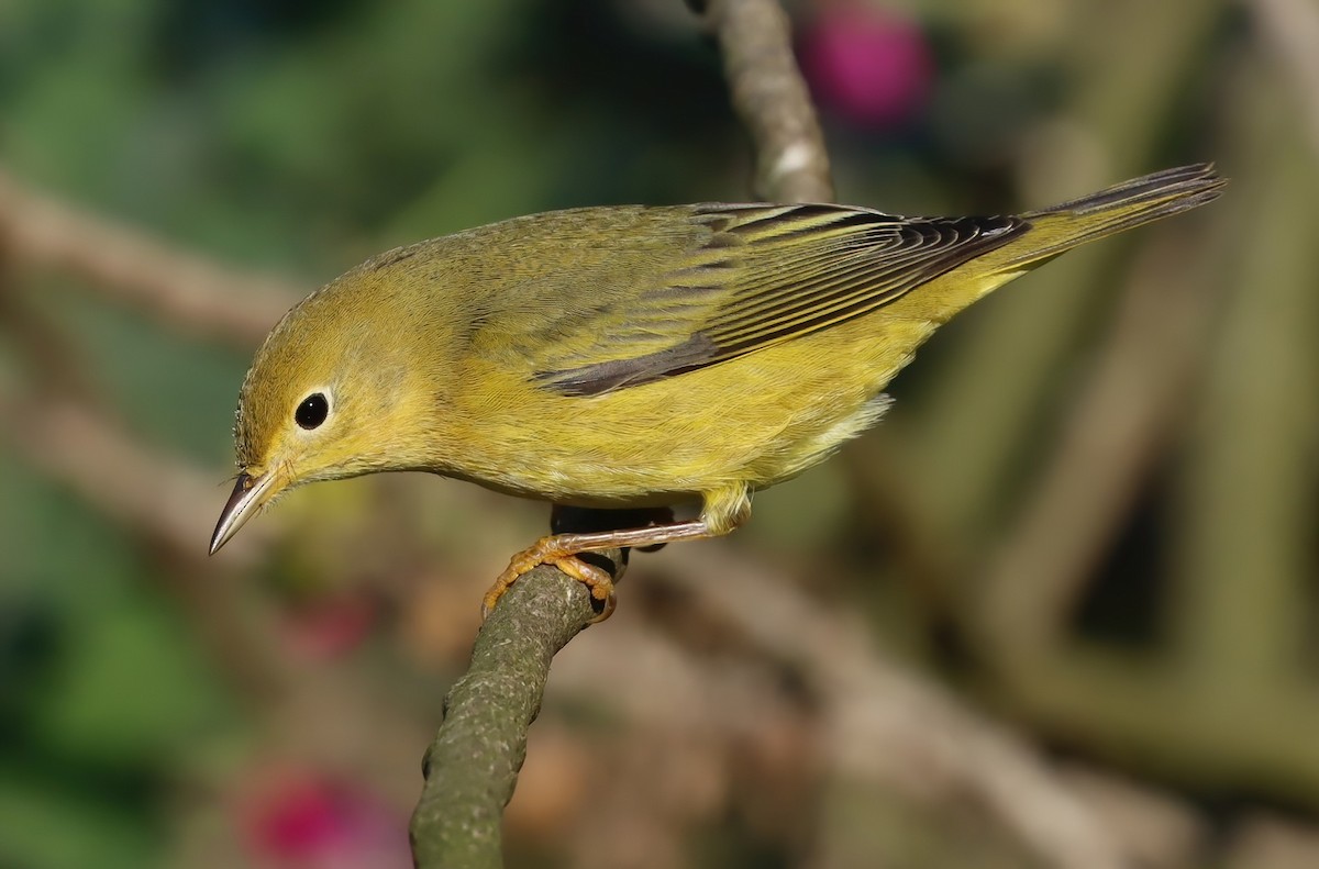 Sarı Ötleğen - ML645944116