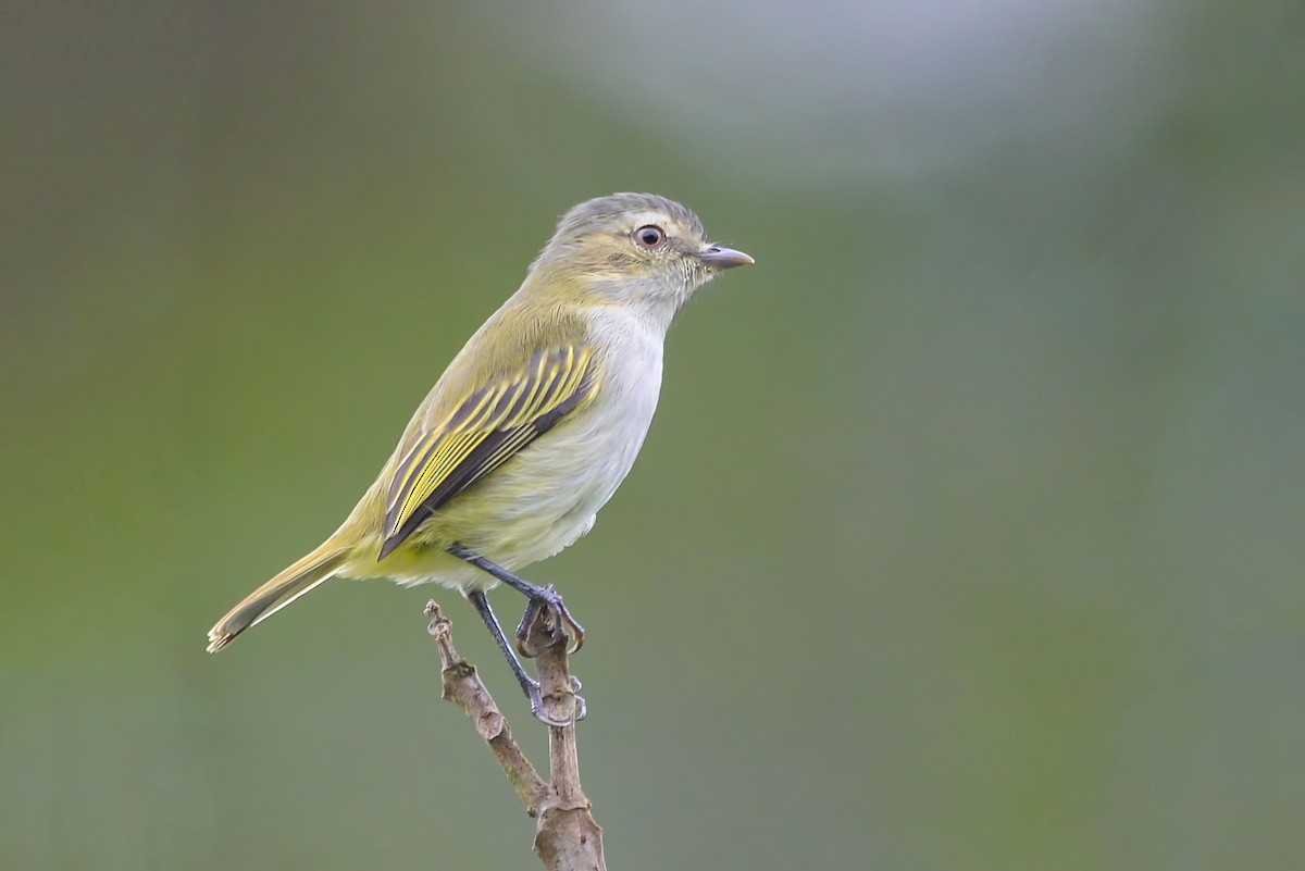 Mistletoe Tyrannulet - ML645944119
