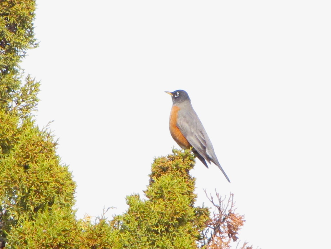 American Robin - ML645944124