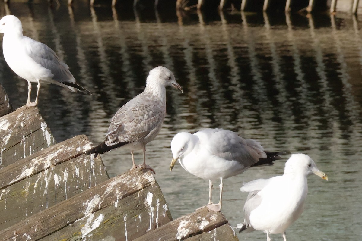 Caspian/Yellow-legged Gull - ML645944146