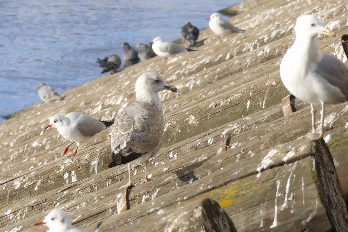Caspian/Yellow-legged Gull - ML645944149