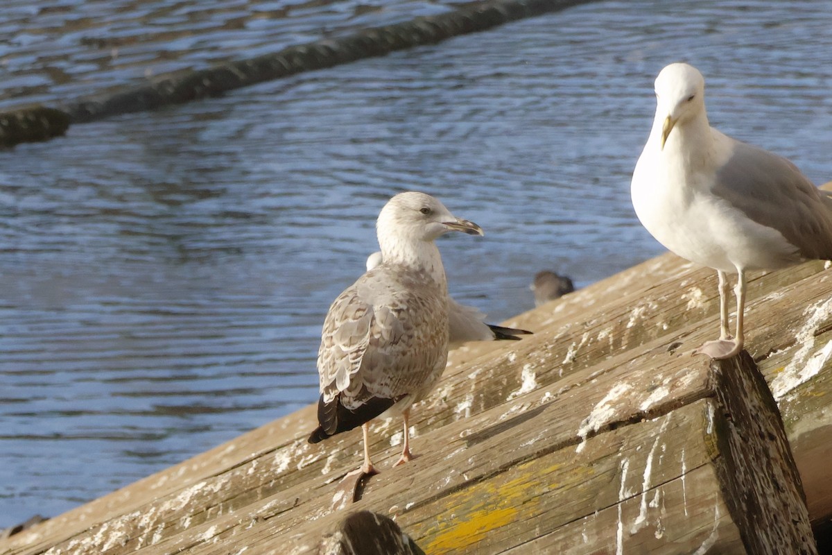 Caspian/Yellow-legged Gull - ML645944150