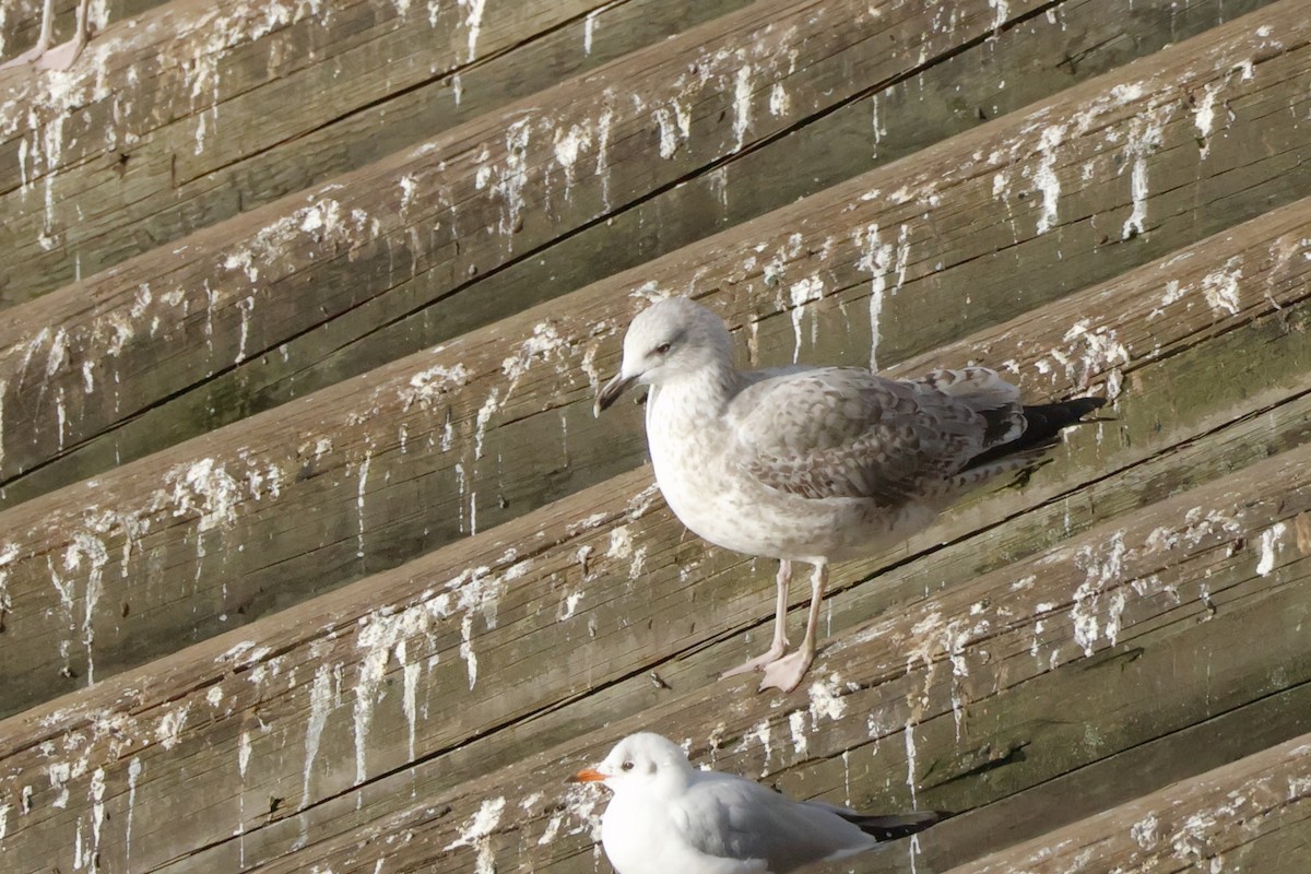 Caspian/Yellow-legged Gull - ML645944152